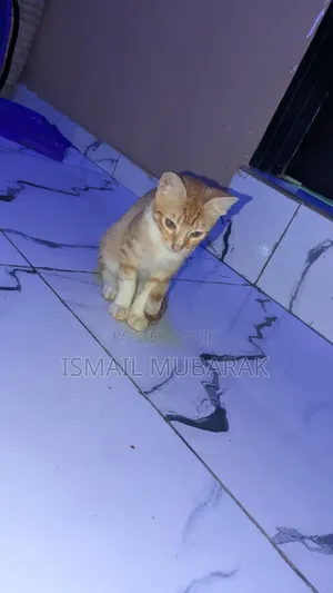 1-3 months Male Mixed Breed Turkish Angora