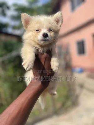 1-3 months Female Purebred American Eskimo