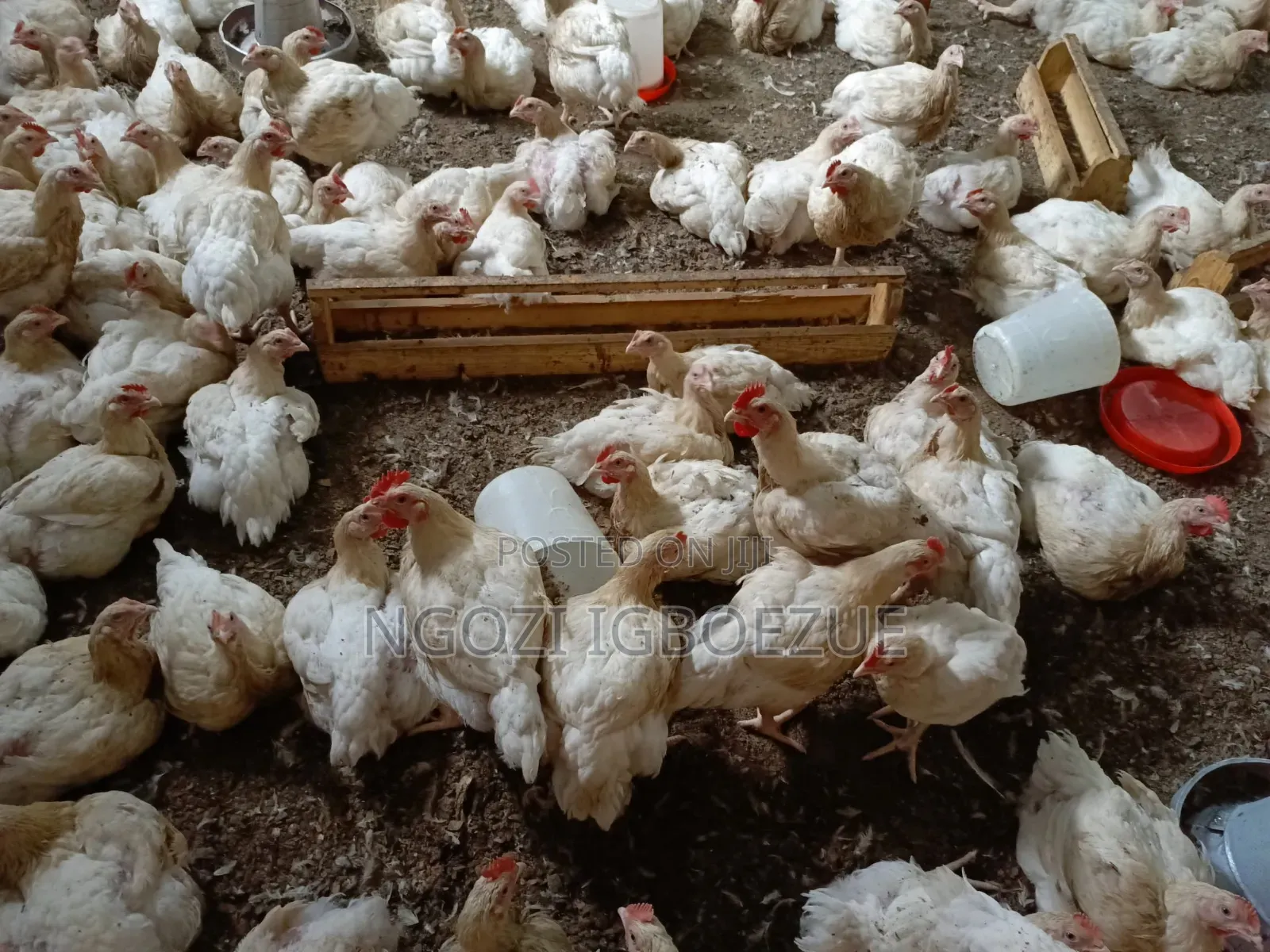 6weeks Plus Old Broilers
