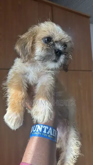 3-6 months Female Purebred Lhasa Apso