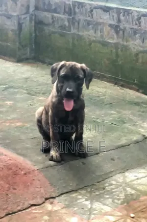 1-3 months Male Purebred Boerboel