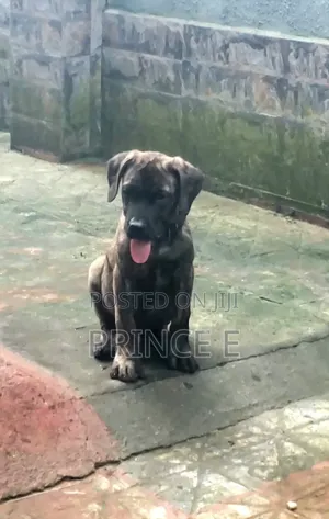 1-3 months Male Purebred Boerboel