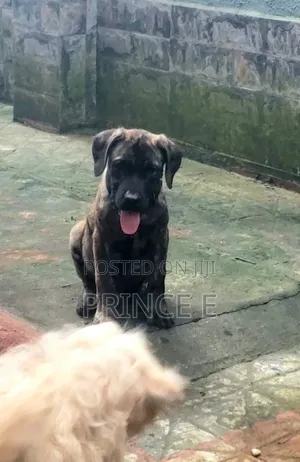 1-3 months Male Purebred Boerboel
