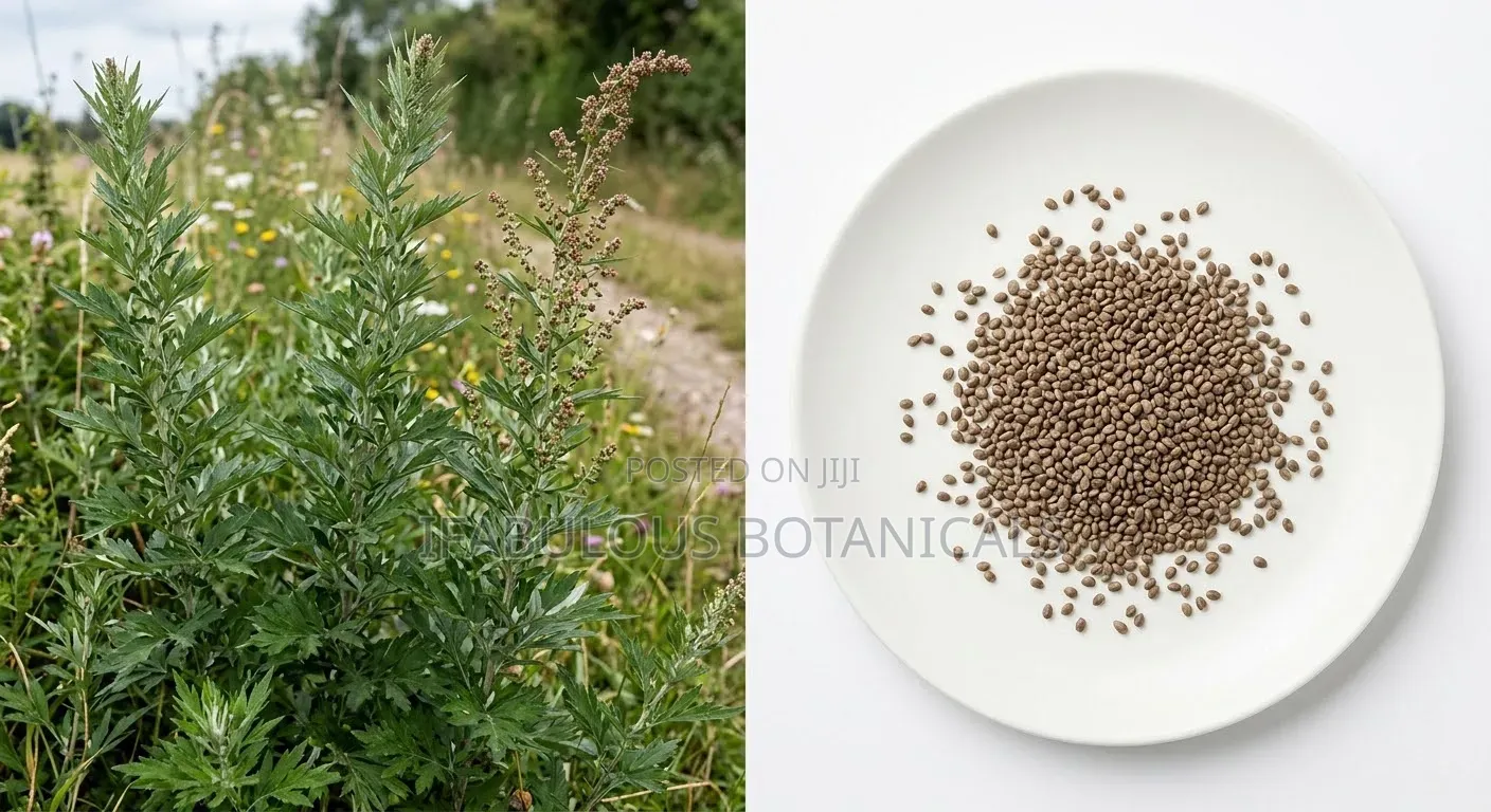 Mugwort Seeds