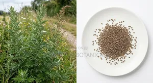 Mugwort Seeds