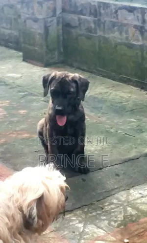 1-3 months Male Purebred Boerboel