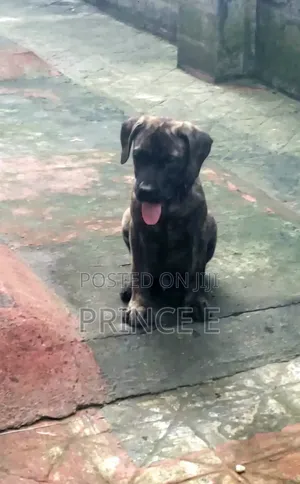 1-3 months Male Purebred Boerboel