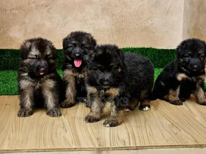 1-3 months Female Purebred German Shepherd