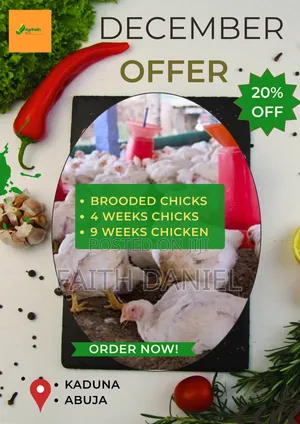 Quality Broiler Chickens Brooded Chicks for Sale – Kaduna Abuja