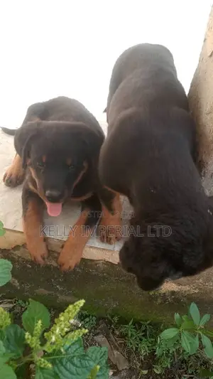1-3 months Male Purebred Rottweiler