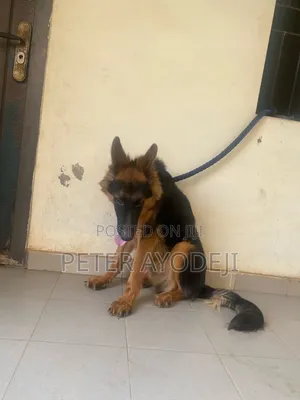 6-12 months Male Purebred German Shepherd