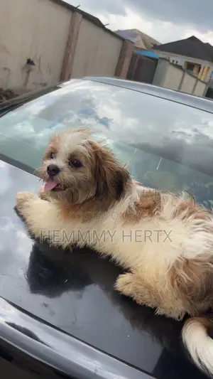 1+ year Female Purebred Lhasa Apso