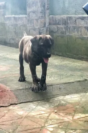 1-3 months Male Purebred Boerboel