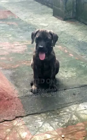 1-3 months Male Purebred Boerboel