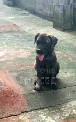 1-3 months Female Purebred Boerboel