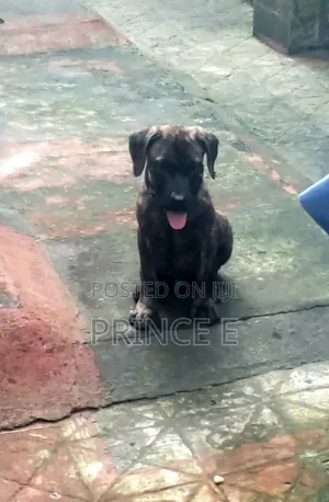 1-3 months Male Purebred Boerboel