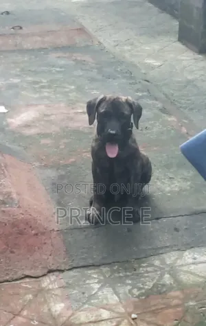 1-3 months Male Purebred Boerboel