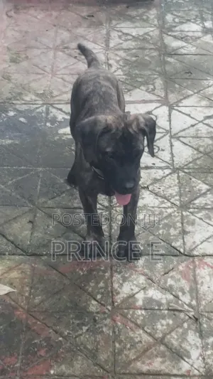 1-3 months Male Purebred Boerboel