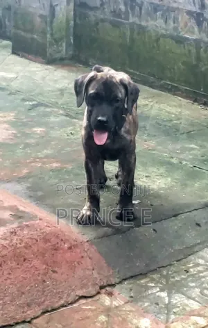 1-3 months Male Purebred Boerboel