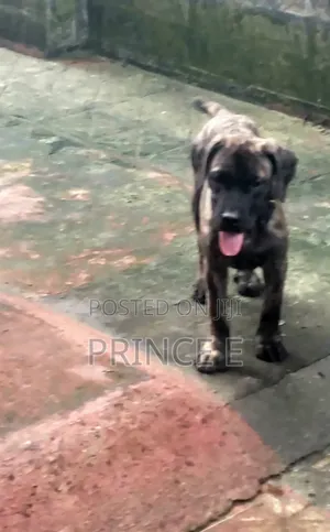 1-3 months Male Purebred Boerboel