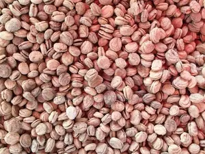 Ginseng Seeds