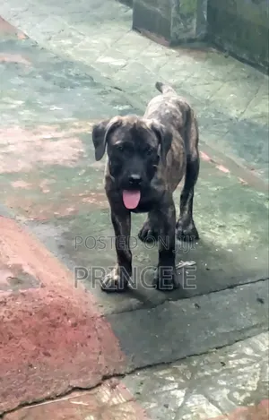 1-3 months Male Purebred Boerboel