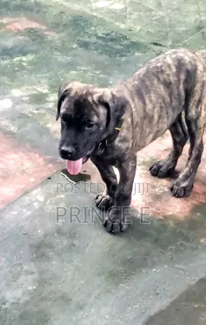 1-3 months Male Purebred Boerboel