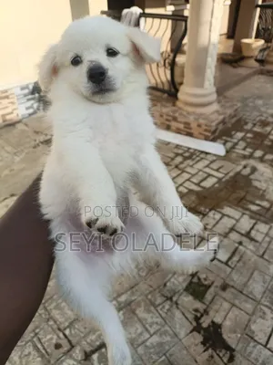 1-3 months Male Purebred American Eskimo
