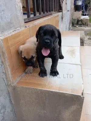 1-3 months Male Purebred Boerboel