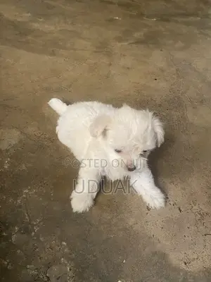 0-1 month Female Purebred Lhasa Apso