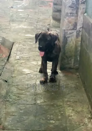 1-3 months Male Purebred Boerboel