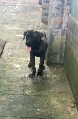 1-3 months Male Purebred Boerboel