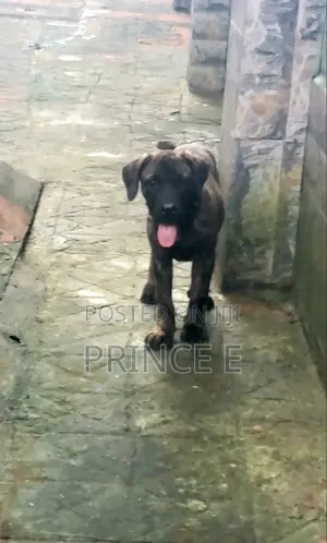1-3 months Male Purebred Boerboel