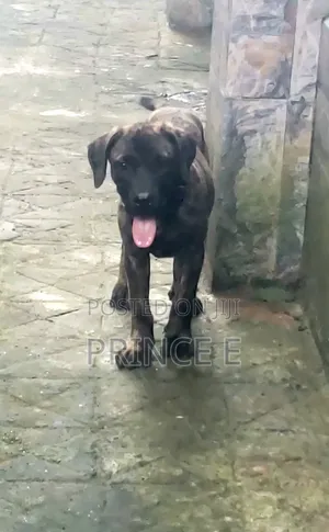 1-3 months Male Purebred Boerboel