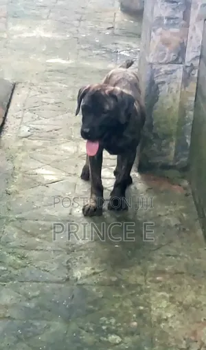1-3 months Male Purebred Boerboel