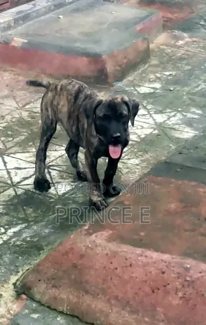 1-3 months Male Purebred Boerboel