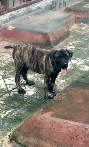 1-3 months Male Purebred Boerboel