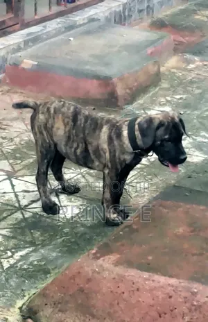 1-3 months Male Purebred Boerboel