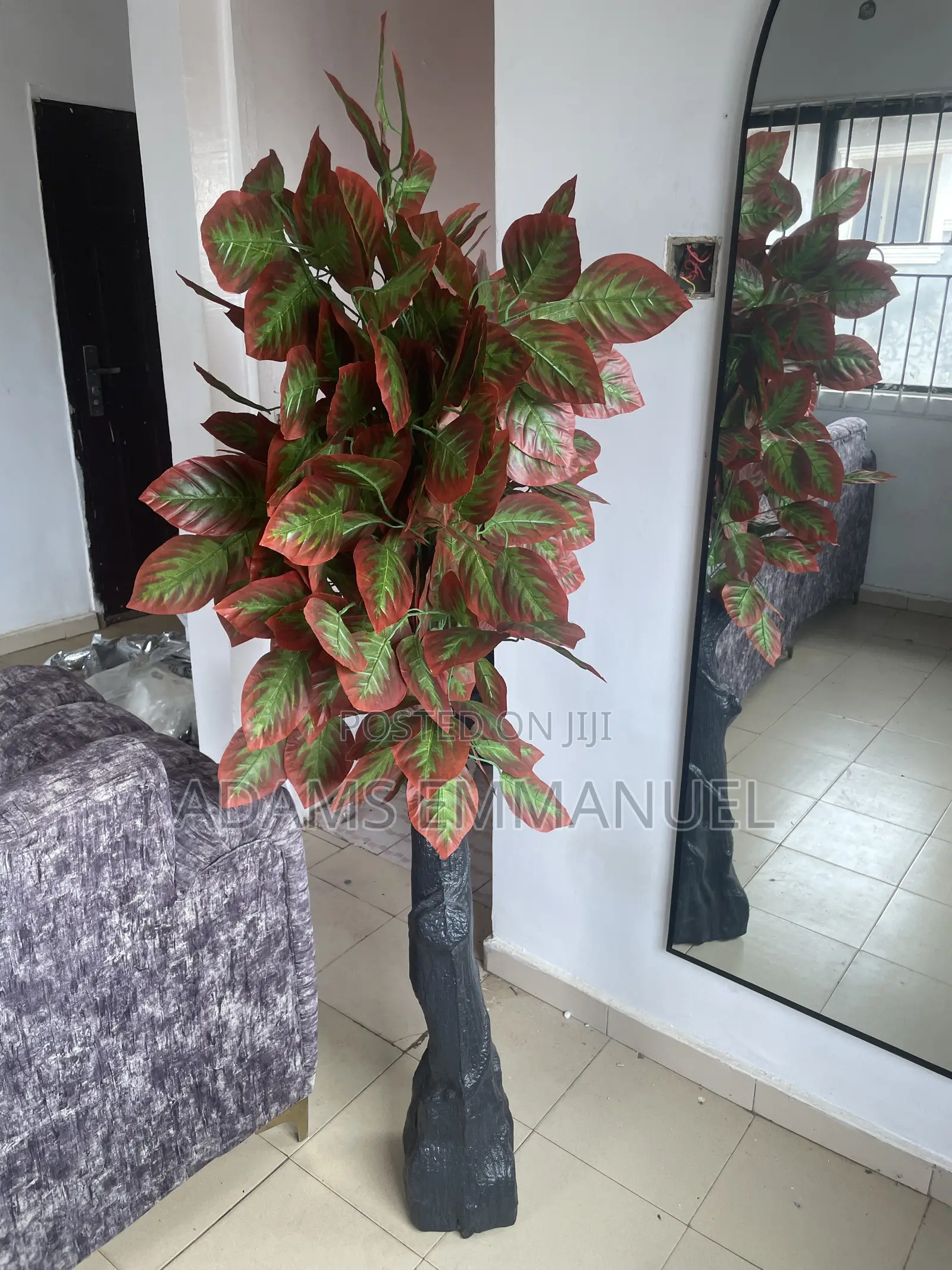 Decorative Aglaonema Plant
