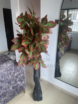 Decorative Aglaonema Plant