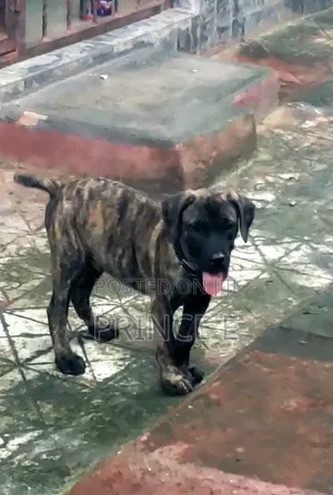 1-3 months Male Purebred Boerboel