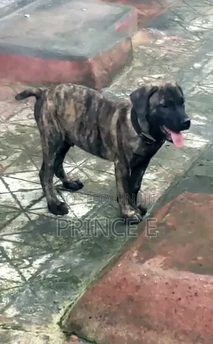 1-3 months Male Purebred Boerboel