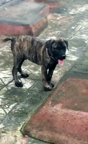 1-3 months Male Purebred Boerboel