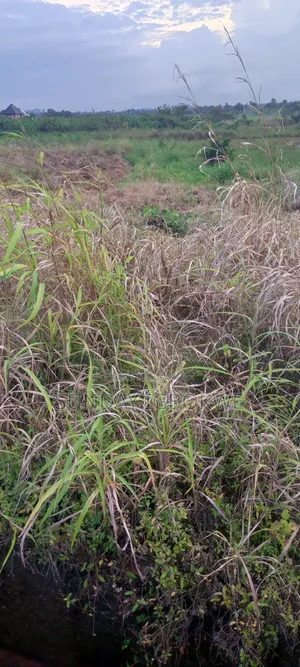 525 Plots of Lands for Sale at Umueri, 5mins Drive to the Airport