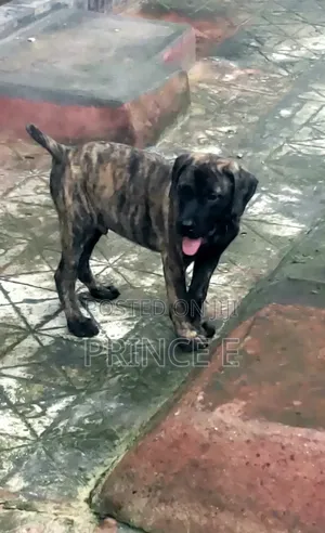 1-3 months Male Purebred Boerboel