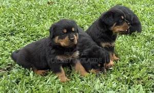 1-3 months Male Purebred Rottweiler