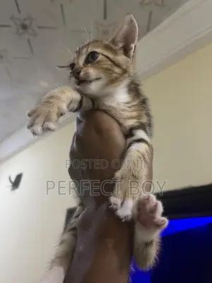 1-3 months Male Mixed Breed Persian