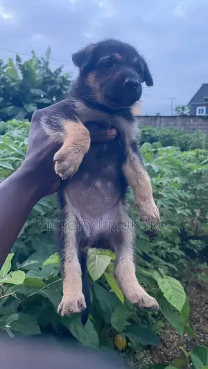 1-3 months Female Purebred German Shepherd
