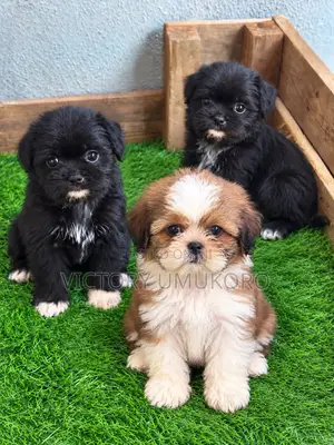 1-3 months Male Purebred Lhasa Apso