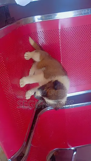 1-3 months Female Purebred Caucasian Shepherd